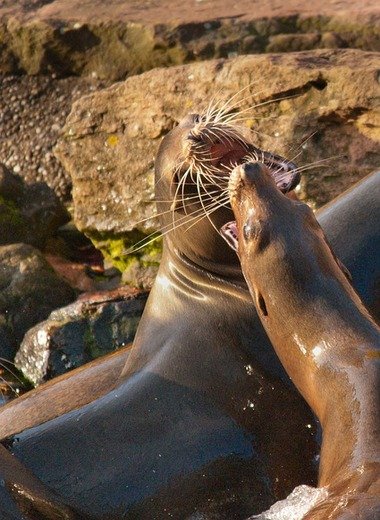 galapagos last minute agency daily tours