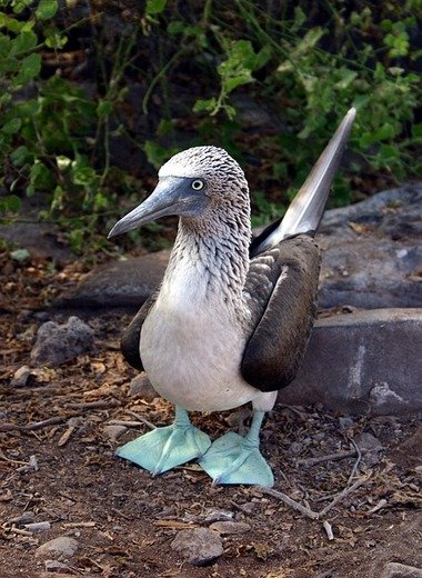 galapagos last minute agency island hopping